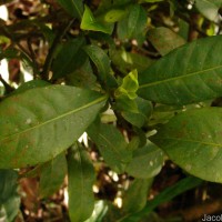 Psychotria nigra var. nigra